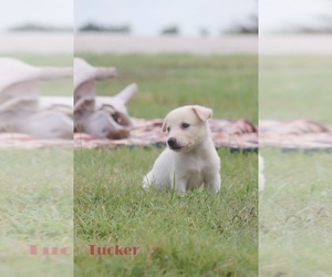 Australian Cattle Dog-Great Pyrenees Mix Puppy for sale in BARRY, TX, USA