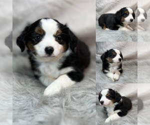 Miniature Australian Shepherd Puppy for sale in BROOKER, FL, USA