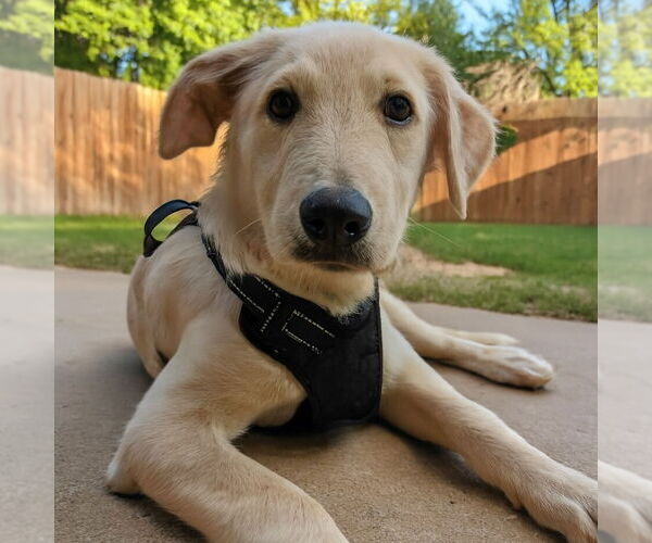 Medium Photo #6 Labrador Retriever-Unknown Mix Puppy For Sale in Vail, AZ, USA