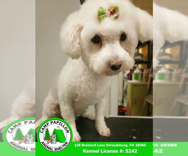 Medium Photo #1 Bichon Frise Puppy For Sale in Stroudsburg, PA, USA