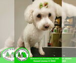 Small Bichon Frise
