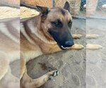 Small #5 German Shepherd Dog