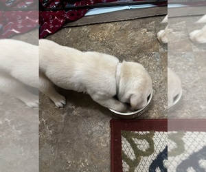 Medium Labrador Retriever
