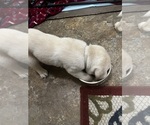 Puppy White Labrador Retriever
