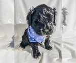 Small Photo #14 Bernedoodle Puppy For Sale in MANTENO, IL, USA
