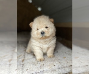 Chow Chow Puppy for sale in DRUMMONDS, TN, USA