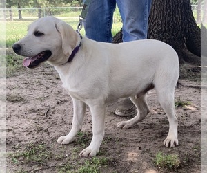 Labrador Retriever Puppy for sale in CLARENDON, TX, USA