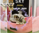 Small Photo #9 French Bulldog Puppy For Sale in CHARLESTON, SC, USA