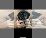 Puppy 4 Dachshund-Morkie Mix