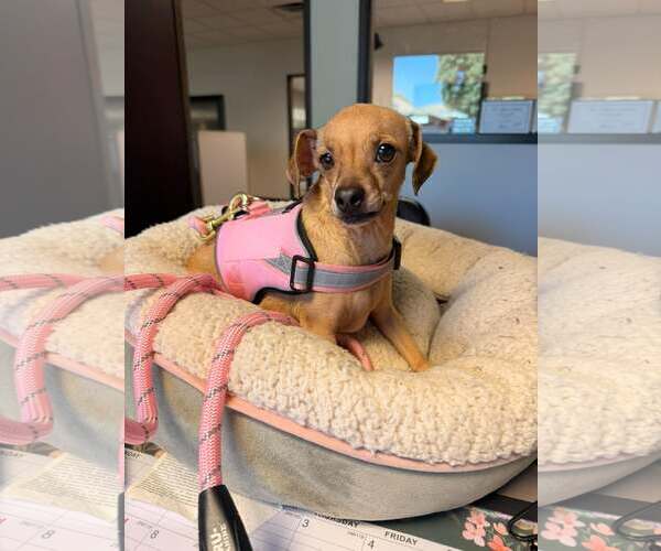 Medium Photo #1 Chihuahua-Unknown Mix Puppy For Sale in Visalia, CA, USA