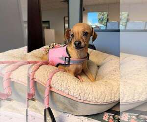 Chihuahua-Unknown Mix Dogs for adoption in Visalia, CA, USA