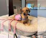 Nuna - Female Chihuahua-Unknown Mix Dog for Adoption - Small photo
