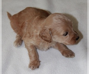 Goldendoodle-Poodle (Toy) Mix Puppy for Sale in HEADLAND, Alabama USA
