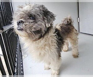 Miniature Schnauzer-Unknown Mix Dogs for adoption in Houston, TX, USA