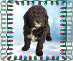 Puppy Donatello Bernedoodle (Miniature)