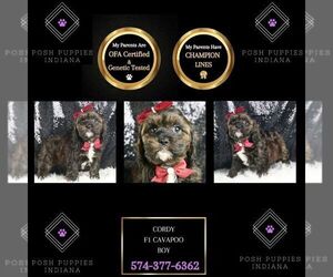 Cavapoo Puppy for sale in WARSAW, IN, USA