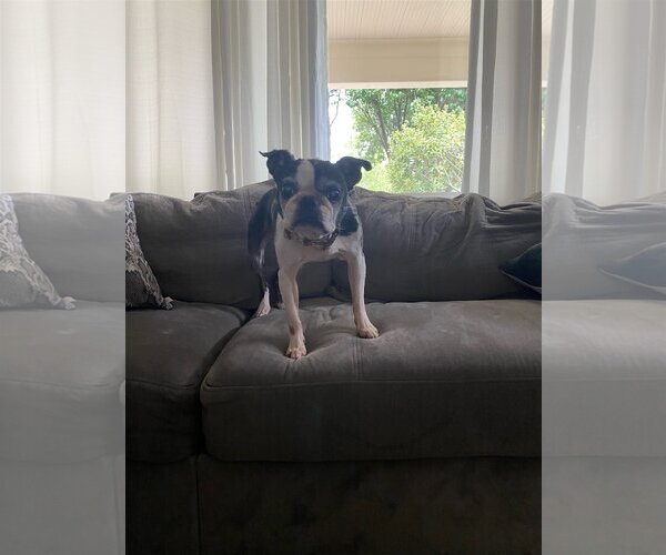 Medium Photo #2 Boston Terrier Puppy For Sale in Little Elm, TX, USA