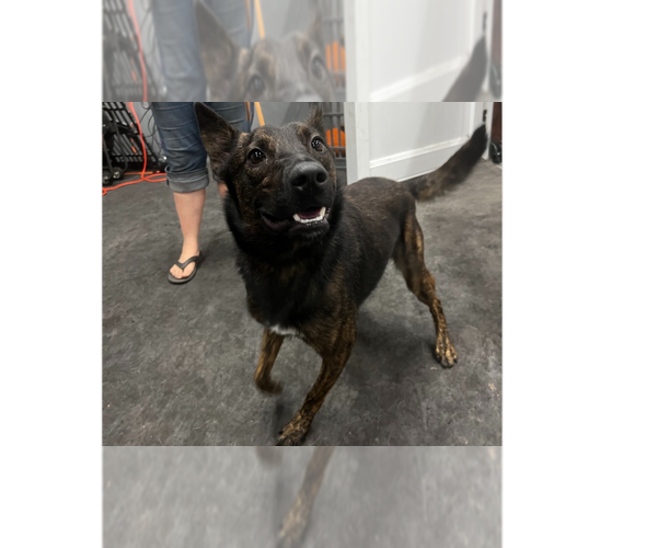 Medium Photo #1 Dutch Shepherd -Unknown Mix Puppy For Sale in Imlay City, MI, USA