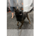 Small Dutch Shepherd Mix
