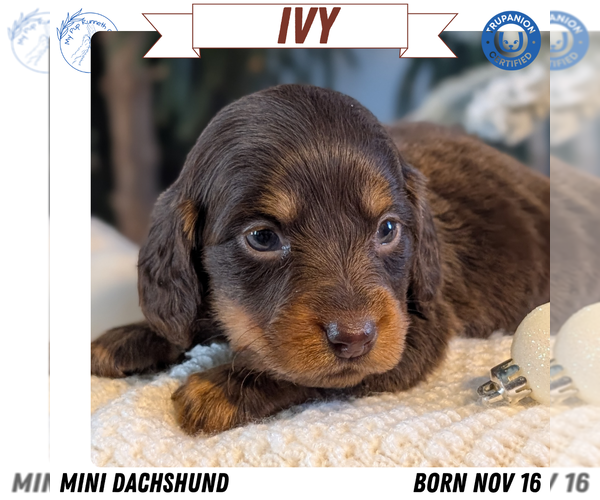 Medium Photo #1 Dachshund Puppy For Sale in GOSHEN, IN, USA