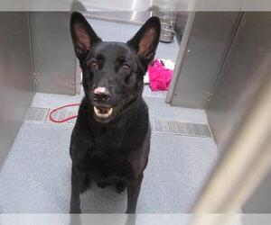 Medium German Shepherd Dog