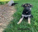 Puppy Dark pink German Shepherd Dog