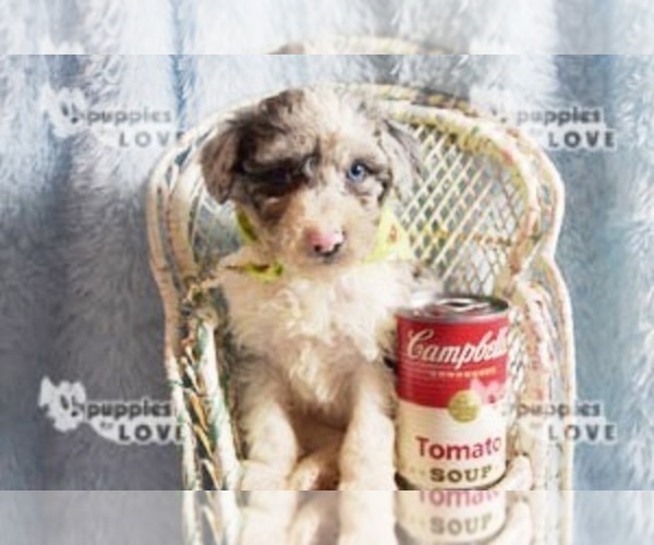 Medium Photo #4 Australian Shepherd-Poodle (Toy) Mix Puppy For Sale in SANGER, TX, USA