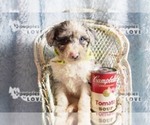 Small Photo #4 Australian Shepherd-Poodle (Toy) Mix Puppy For Sale in SANGER, TX, USA