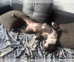 Small #16 American Staffordshire Terrier Mix