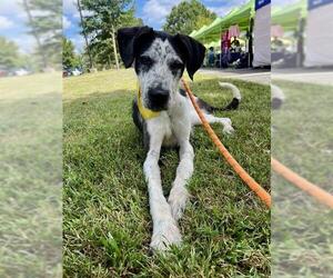 German Wirehaired Pointer-Unknown Mix Dogs for adoption in Forestville, MD, USA