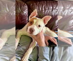 Small #5 American Staffordshire Terrier