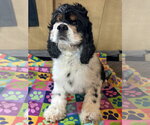 Small #5 Cocker Spaniel