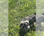 Small #6 Schnauzer (Miniature)