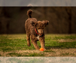 Small Photo #1 Labradoodle Puppy For Sale in DEEPWATER, MO, USA