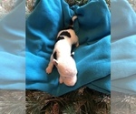 Small Photo #1 Wire Fox Terrier Puppy For Sale in SACRAMENTO, CA, USA