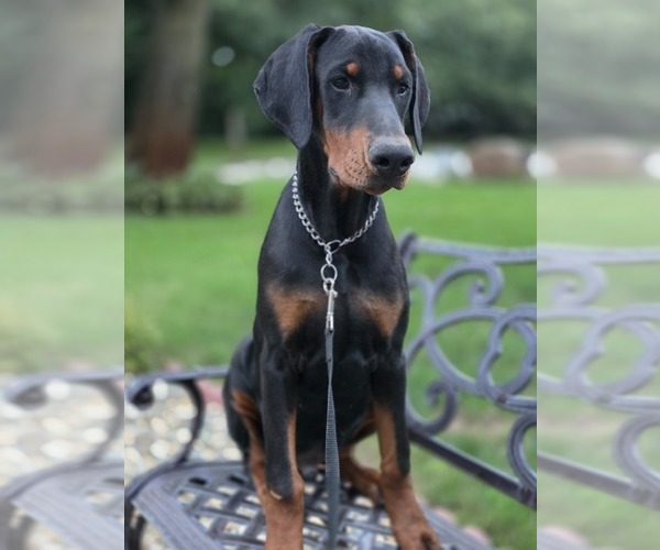 Medium Photo #5 Doberman Pinscher Puppy For Sale in WARSAW, IN, USA