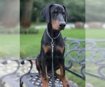 Small #4 Doberman Pinscher