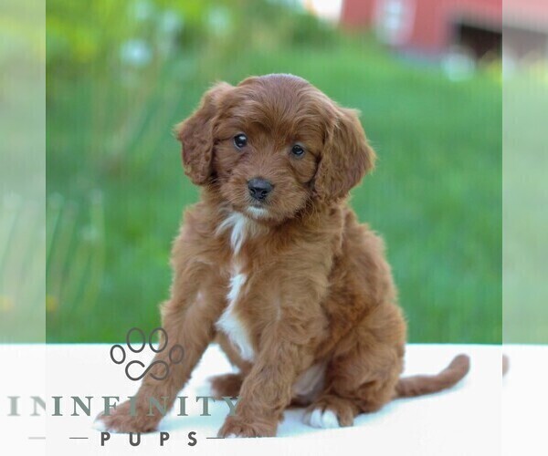 Medium Photo #4 Cavapoo Puppy For Sale in LITITZ, PA, USA