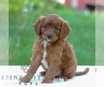 Small #3 Cavapoo