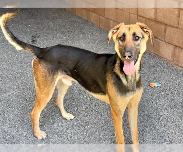 Medium Photo #3 German Shepherd Dog-Saluki Mix Puppy For Sale in Moreno Valley, CA, USA