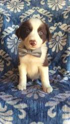 Border Collie Puppy for sale in LANCASTER, PA, USA