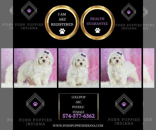 Medium Photo #2 Poodle (Toy) Puppy For Sale in WARSAW, IN, USA