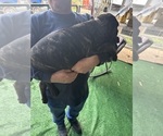 Small #3 Mastiff