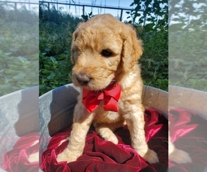 Labradoodle Puppy for sale in EMMETT, ID, USA