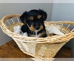 Small Photo #16 Yorkshire Terrier Puppy For Sale in BRENTWOOD, TN, USA