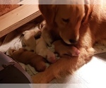 Small Photo #5 Golden Retriever Puppy For Sale in MODESTO, CA, USA