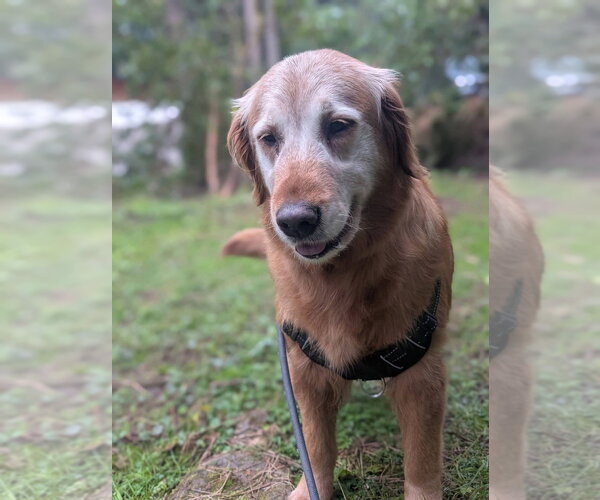 Medium Photo #4 Golden Retriever Puppy For Sale in Bellingham, WA, USA