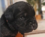 Small Photo #11 Cane Corso Puppy For Sale in MODESTO, CA, USA