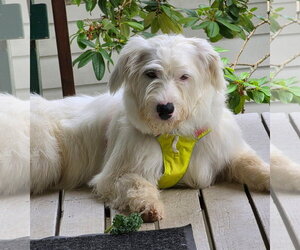 Labradoodle Dogs for adoption in Bellevue, WA, USA