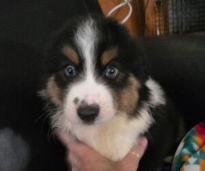 Miniature Australian Shepherd Puppy for sale in PITTSBURG, KS, USA